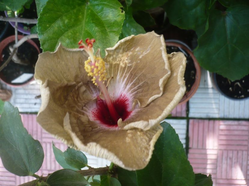 P1380965 - HIBISCUSI 2018-3