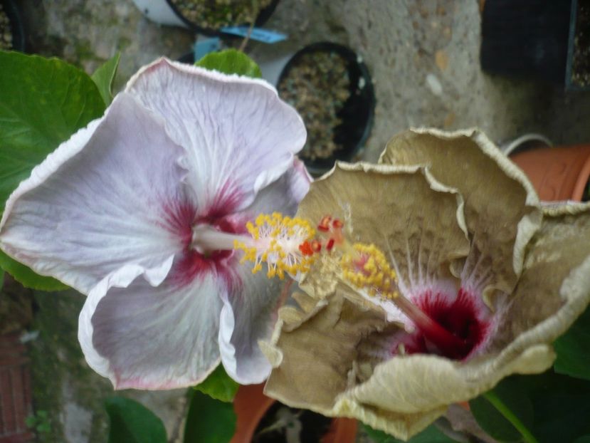 P1380968 - HIBISCUSI 2018-3