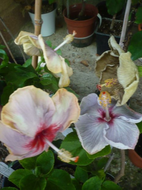 P1380969 - HIBISCUSI 2018-3