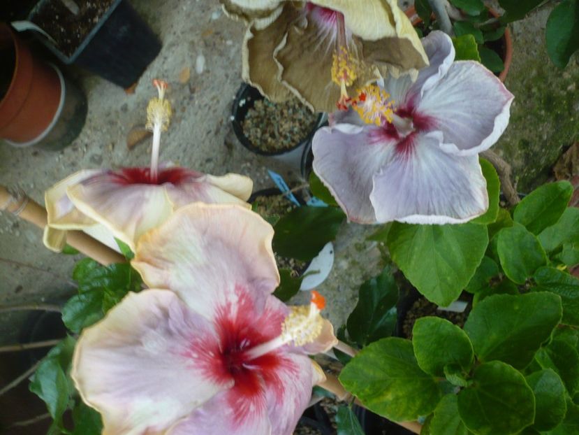 P1380970 - HIBISCUSI 2018-3