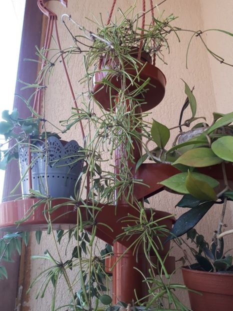 Retusa iulie 2018 - Hoya Retusa