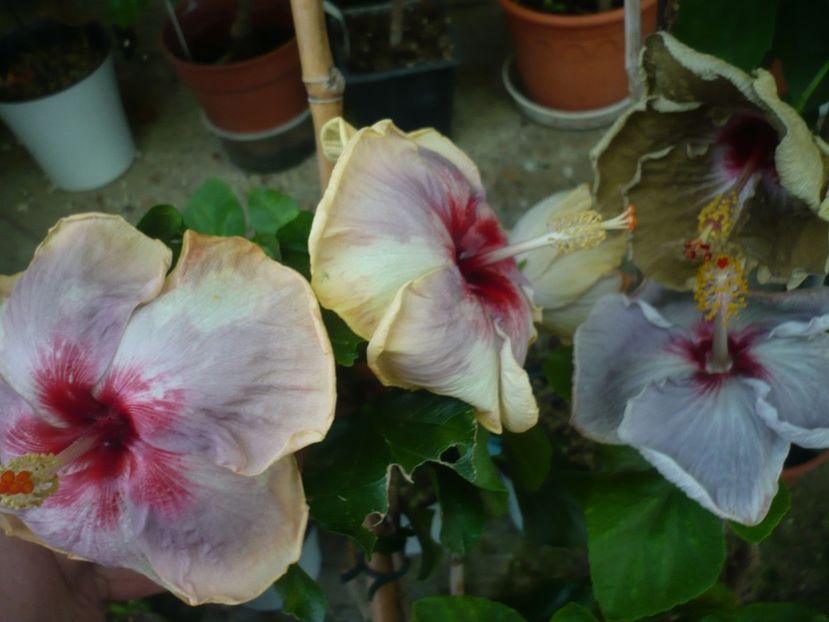 P1380973 - HIBISCUSI 2018-3