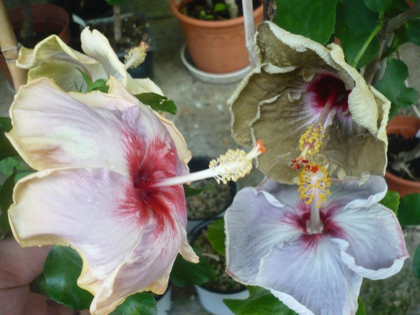 P1380974 - HIBISCUSI 2018-3