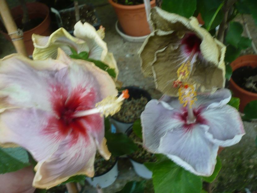 P1380975 - HIBISCUSI 2018-3