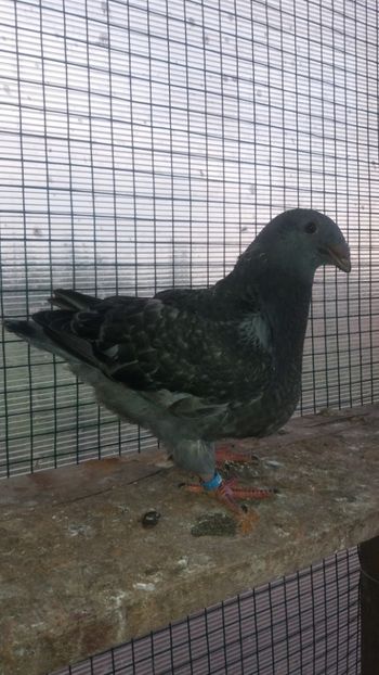 Vandut - TINERET 2018