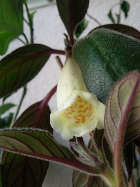 Nematanthus Santa Teresa  (27-07-2018) - Gesneriaceae 2018
