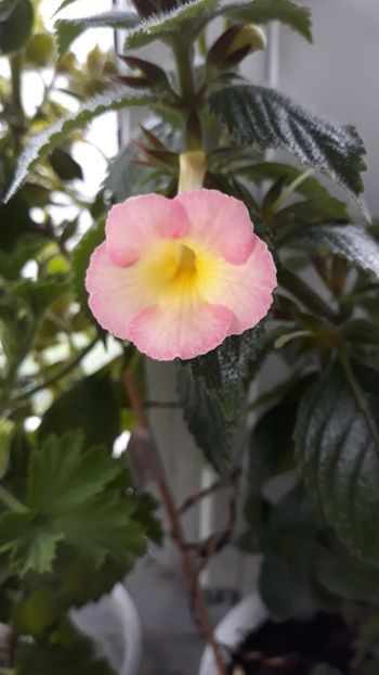  - R19 - Blueberry Lemon - renuntat