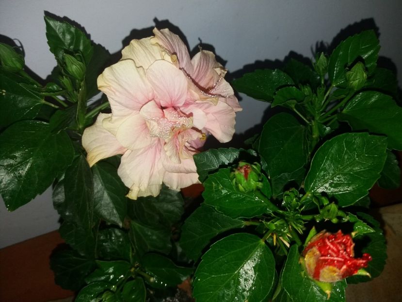  - Florile mele iulie 2018