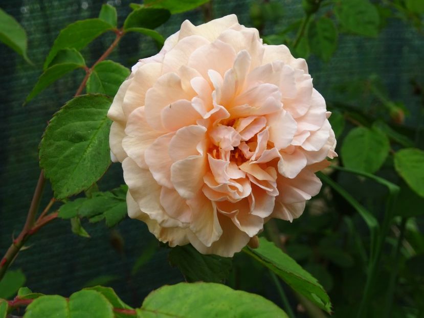 2014-09-24 23.45.06 - Bentall - Buff beauty rose