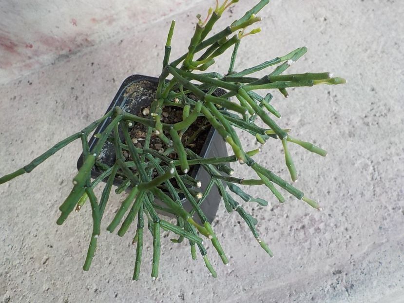 salicornioides - Genul Rhipsalis