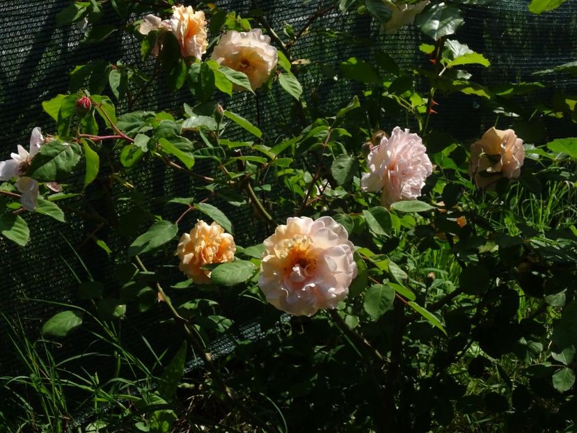 2014-09-26 21.37.36 - Bentall - Buff beauty rose