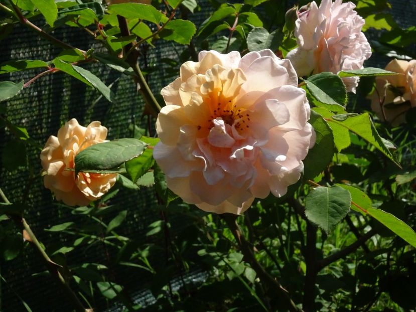 2014-09-26 21.37.44 - Bentall - Buff beauty rose