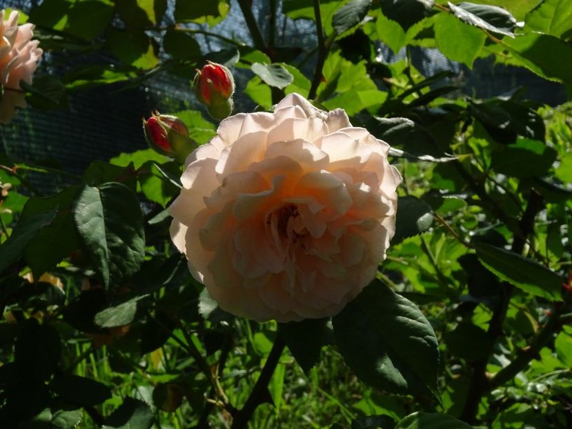 2014-09-26 21.37.50 - Bentall - Buff beauty rose