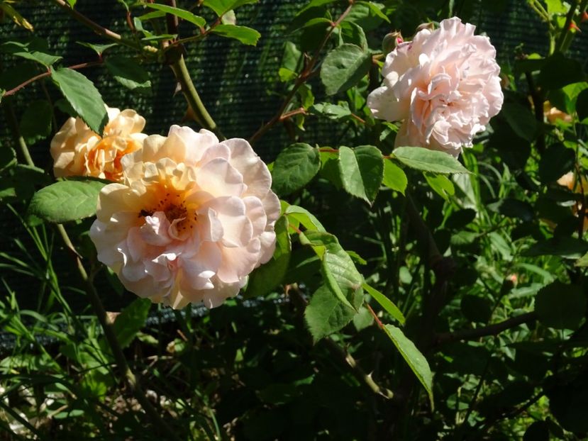 2014-09-26 21.39.21 - Bentall - Buff beauty rose