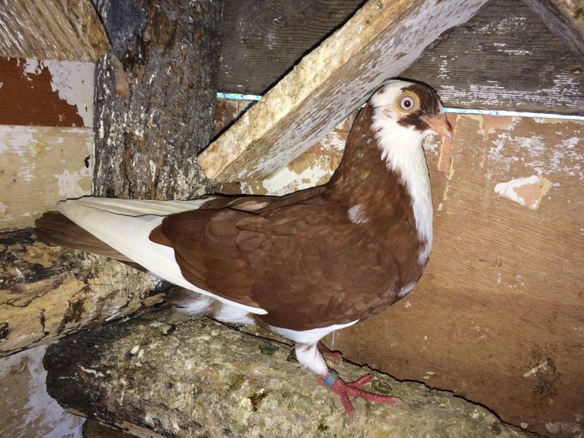 7070  femelă  2018 - Plecați ALBUM 2