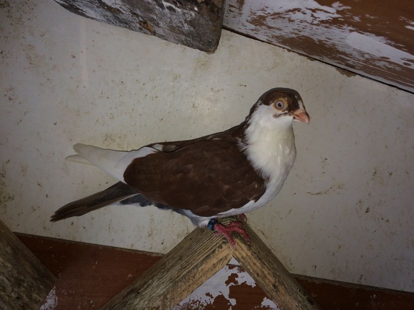 5164  RCR  mascul  2018 - Plecați ALBUM 2