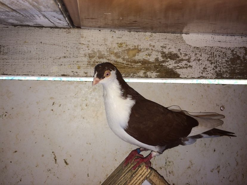 7061  mascul  2018 - Plecați ALBUM 2