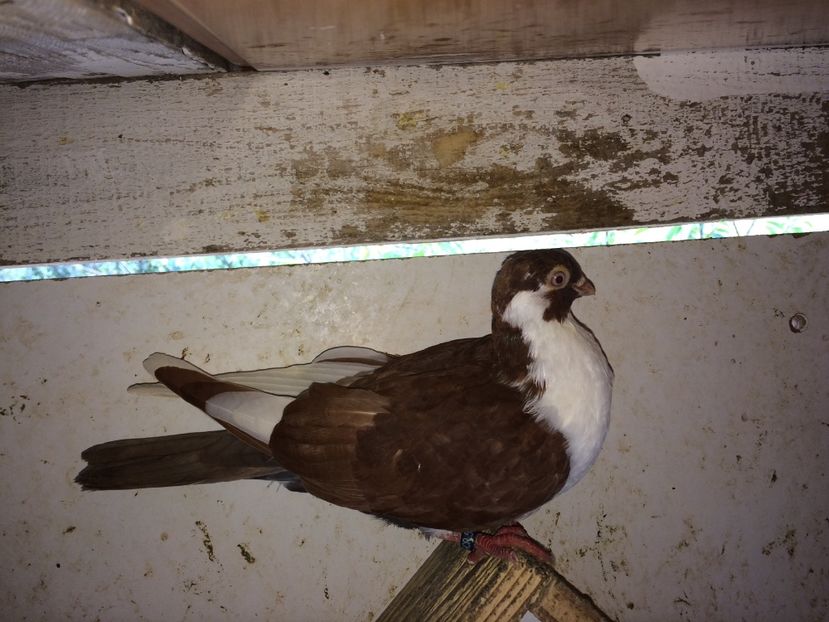 5163  RCR  femelă  2018 - Plecați ALBUM 2