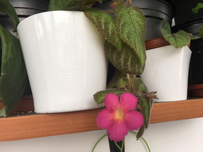  - Episcia