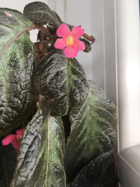  - Episcia