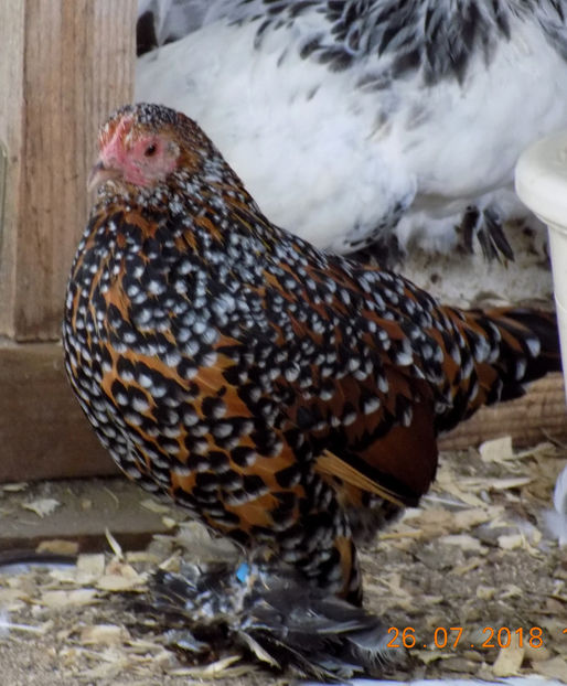  - 04B-MII DE FLORI PORTELAN 2018