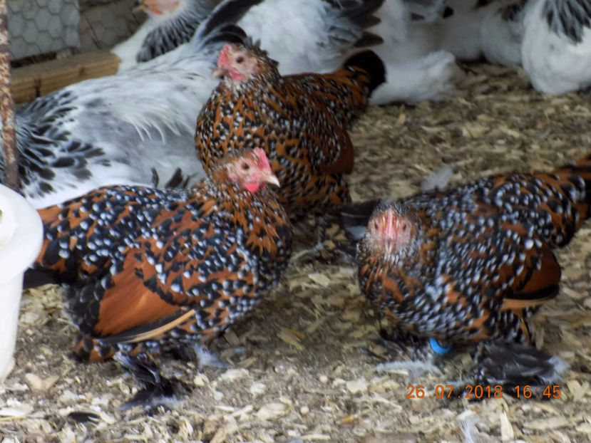  - 04B-MII DE FLORI PORTELAN 2018