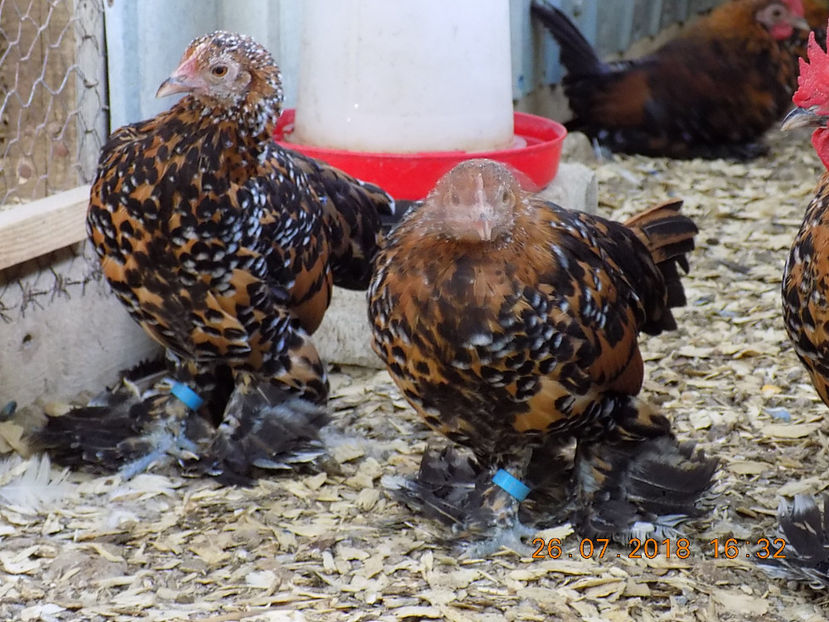  - 04B-MII DE FLORI PORTELAN 2018