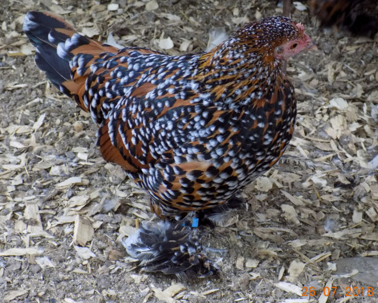  - 04B-MII DE FLORI PORTELAN 2018