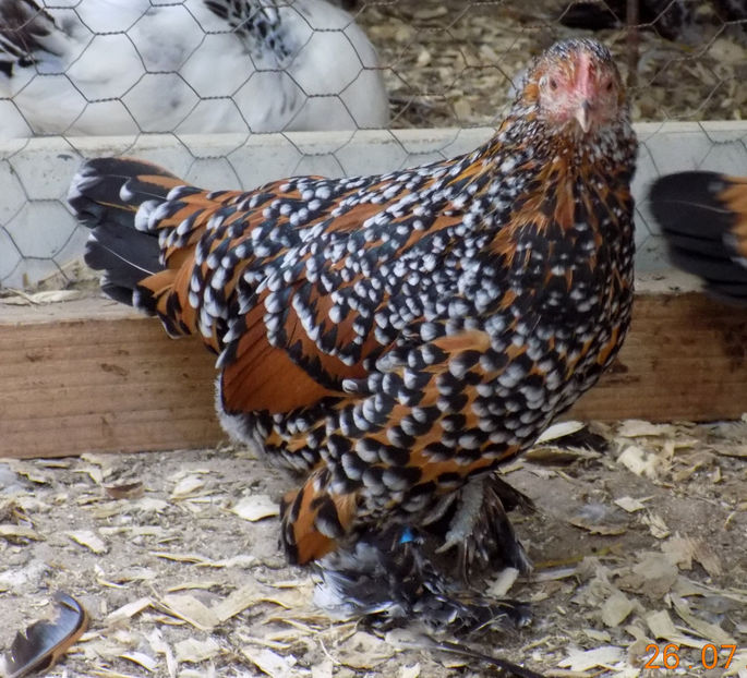  - 04B-MII DE FLORI PORTELAN 2018