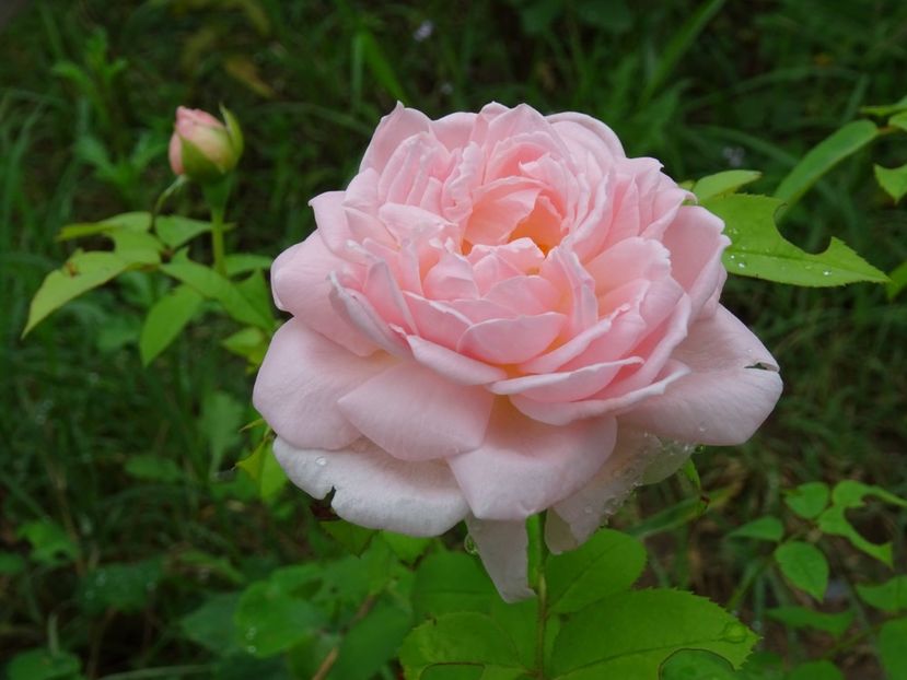  - English rose - Eglantyne