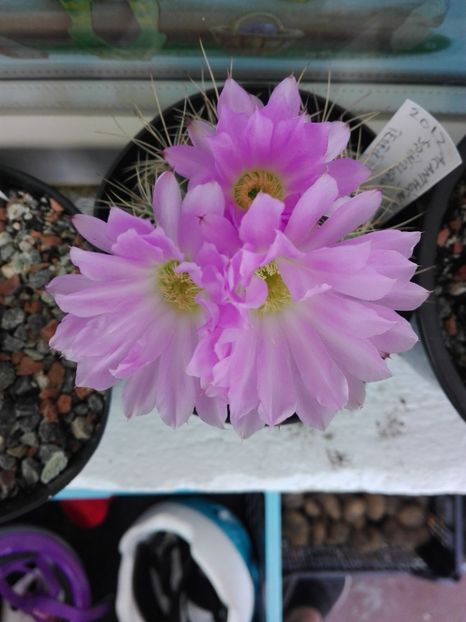  - Cactusi înfloriti 2018
