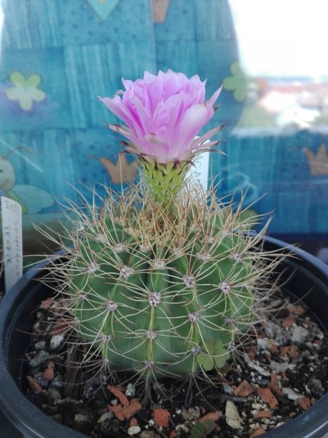  - Cactusi înfloriti 2018