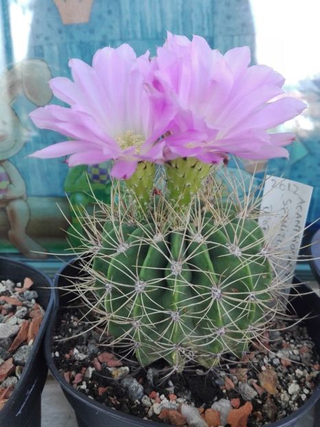  - Cactusi înfloriti 2018
