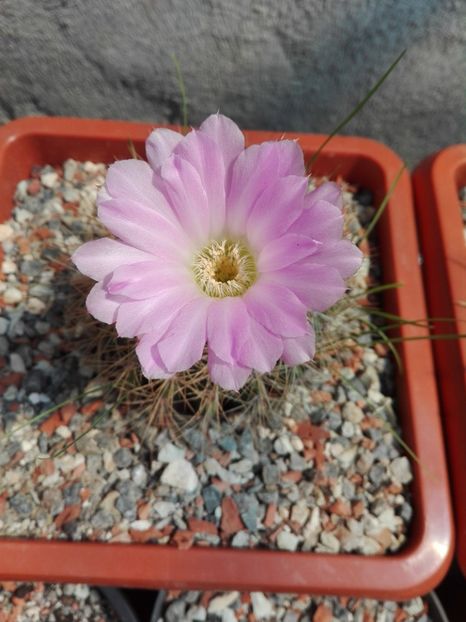  - Cactusi înfloriti 2018