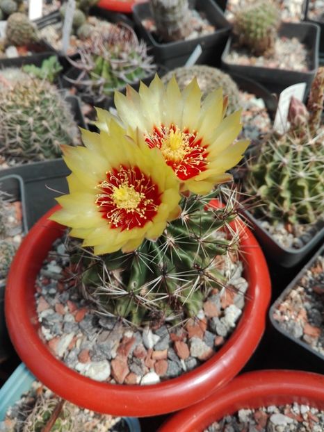  - Cactusi înfloriti 2018