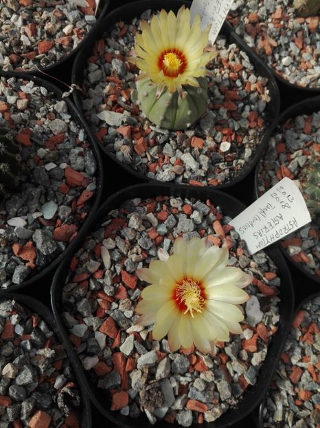  - Cactusi înfloriti 2018