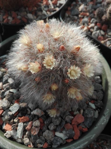  - Cactusi înfloriti 2018