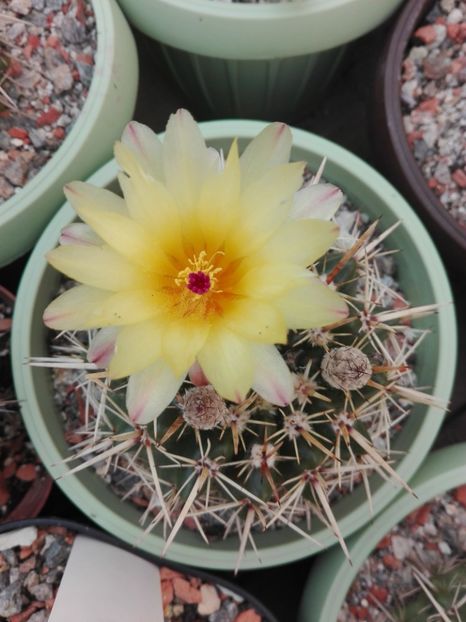  - Cactusi înfloriti 2018