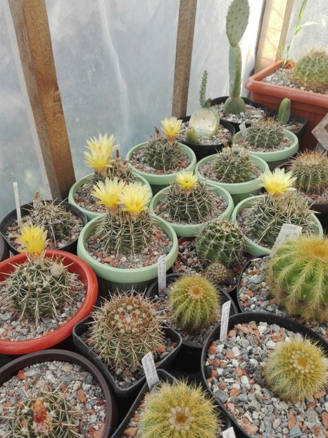  - Cactusi înfloriti 2018