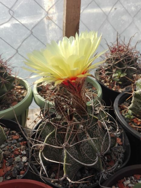  - Cactusi înfloriti 2018