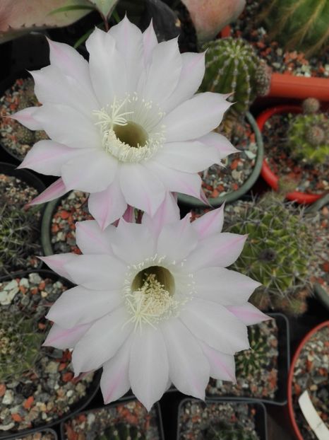  - Cactusi înfloriti 2018