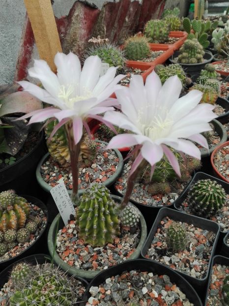  - Cactusi înfloriti 2018