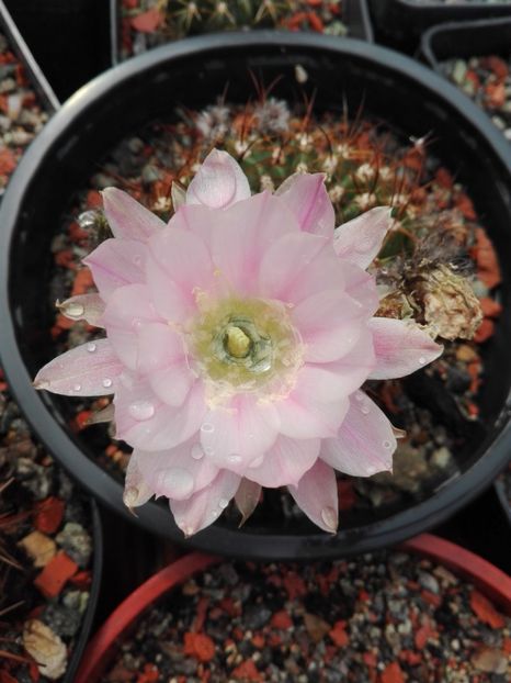  - Cactusi înfloriti 2018