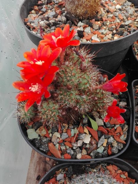  - Cactusi înfloriti 2018