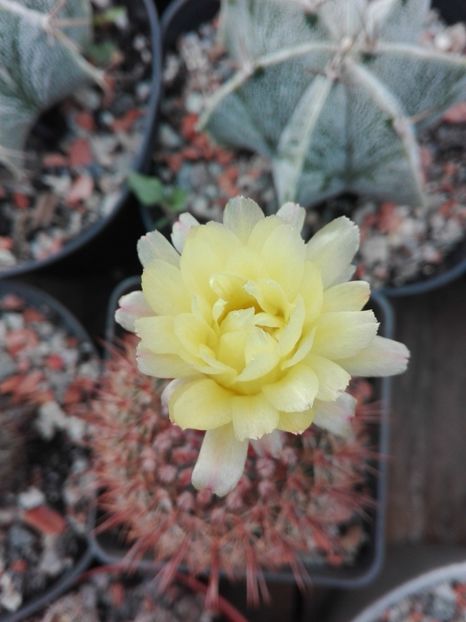 - Cactusi înfloriti 2018