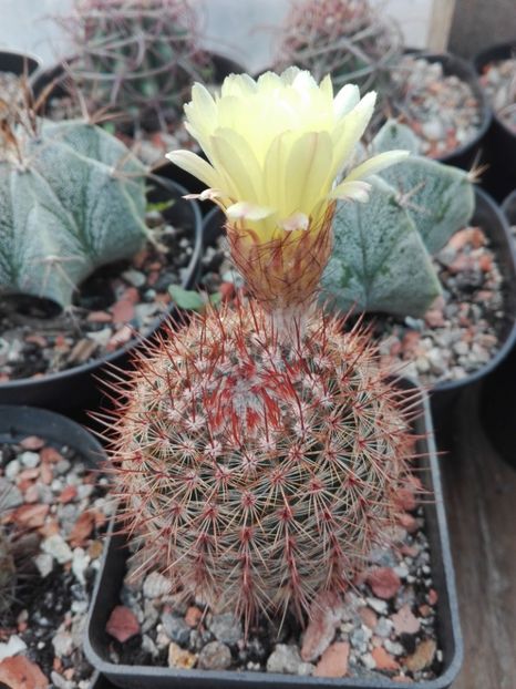  - Cactusi înfloriti 2018