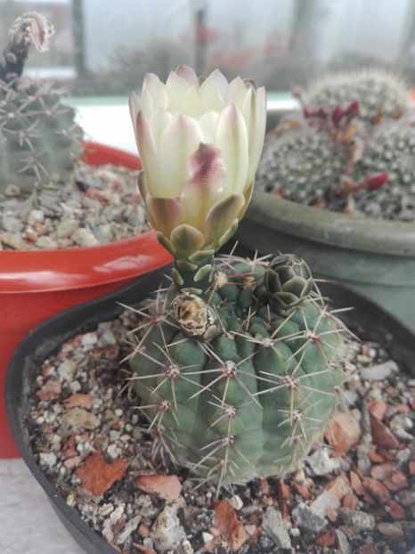  - Cactusi înfloriti 2018