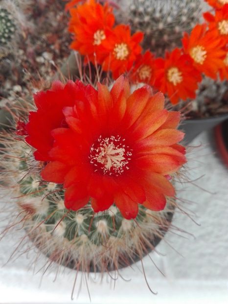  - Cactusi înfloriti 2018