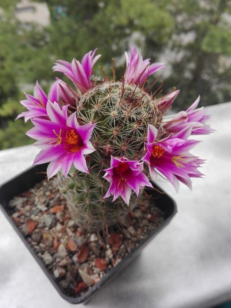  - Cactusi înfloriti 2018