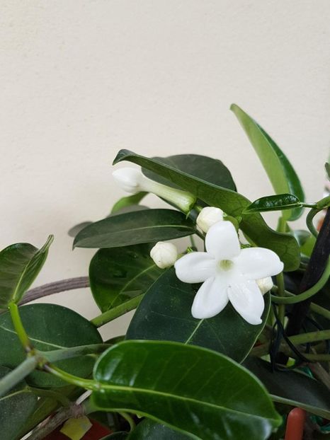 thumbnail (1) - STEPHANOTIS 2018